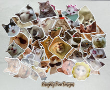 Load image into Gallery viewer, Funny Cat Stickers | Mystery Pack
